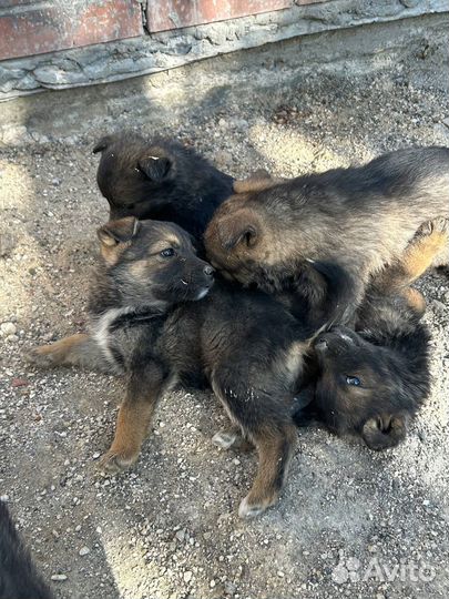Собака в добрые руки немецкая овчарка щенок