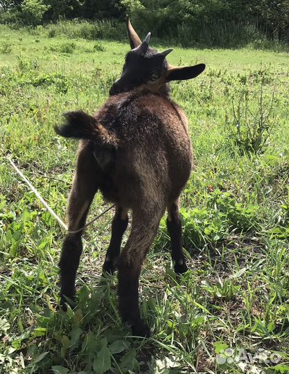 Чешская козочка