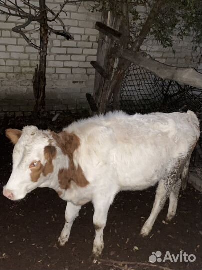 Бычки телки