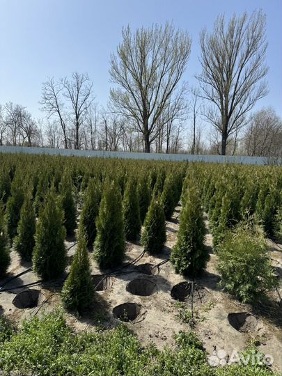 Туя Смарагд