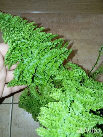 Папоротник Fluffy Ruffles