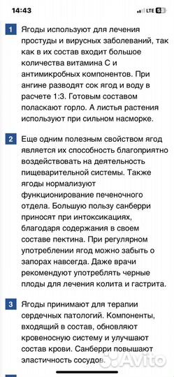 Рассада санберри