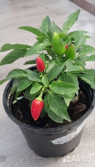 Перец Черная Жемчужина