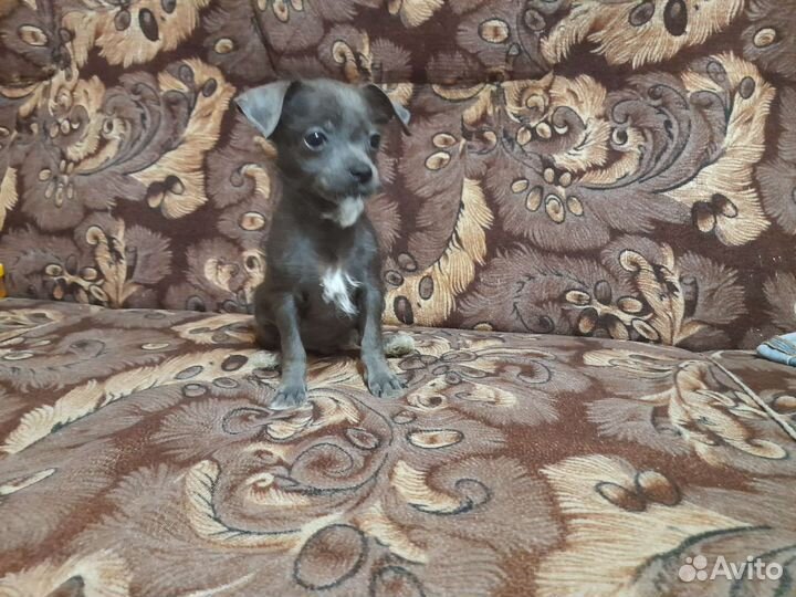 Вязка китайская хохлатая