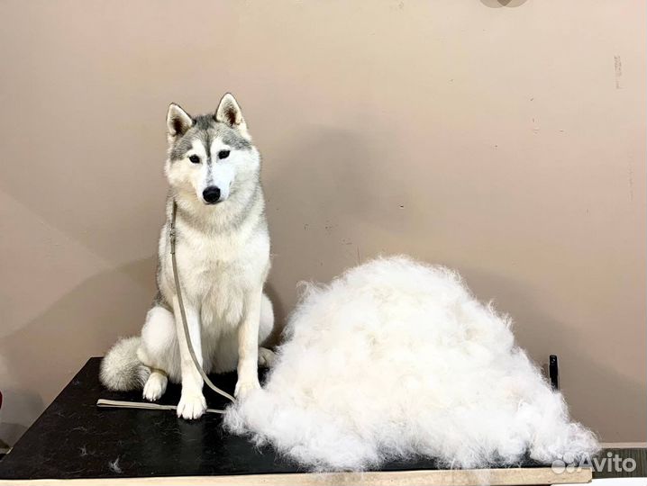 Груминг для собак