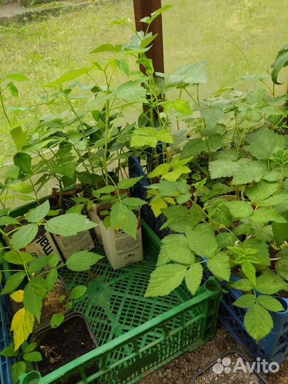 Ремонтантная малина Брянское Диво