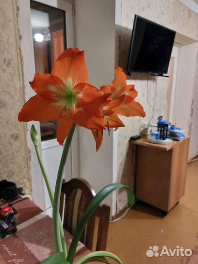 Комнатные цветы