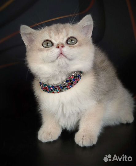 Драгоценные окрасы