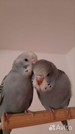 Волнистый попугай