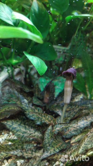 Аквариумное растение Криптокарина Нури. Буцифаланд