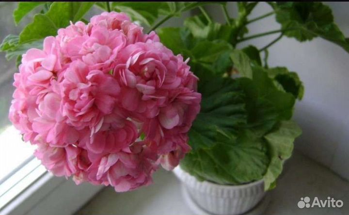 Пеларгония герань сортовая