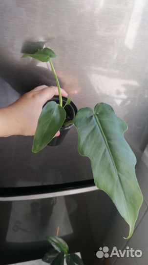 Филодендроны разные