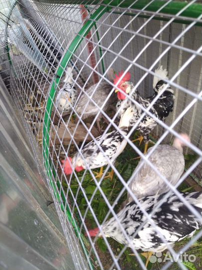 Петух Леггорн далматинец