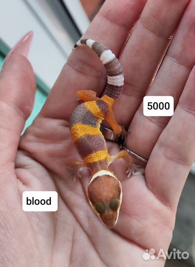 Эублефар малыши