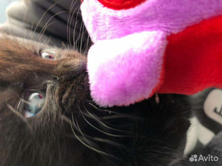 Котенок в добрые руки