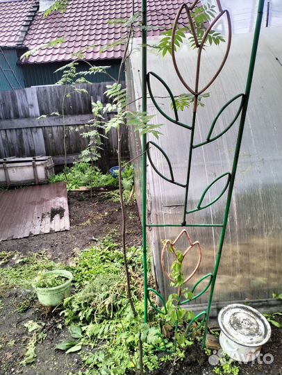 Продам рябину