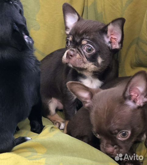 Щенки чихуахуа (первое обьявление)