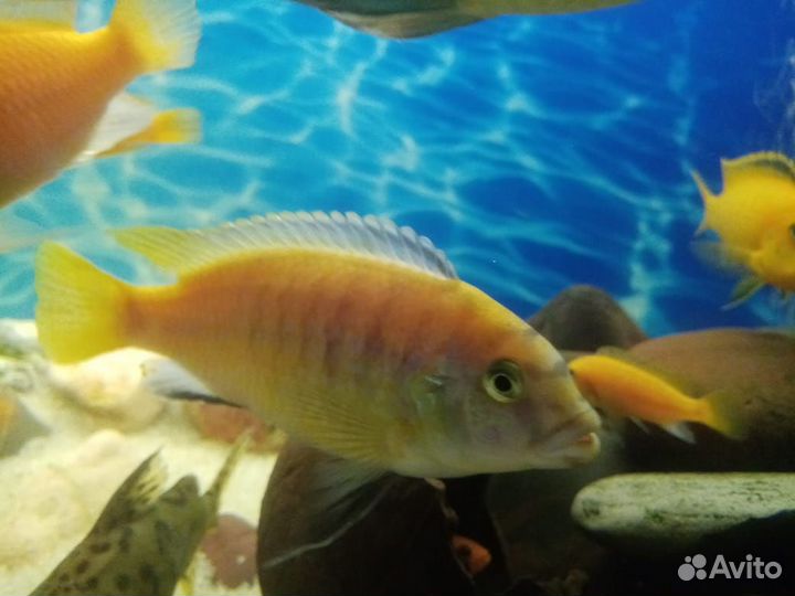 Малавийские цихлиды рыбы