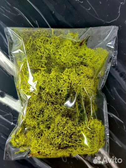 Стабилизированный мох желто-зеленый