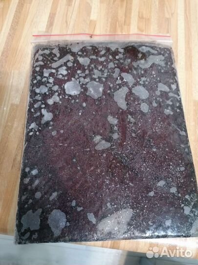 Артемия яйцо, заморозка