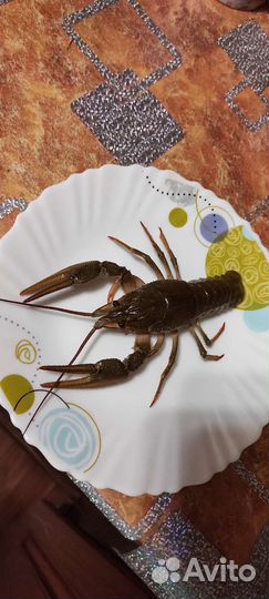 Живые раки