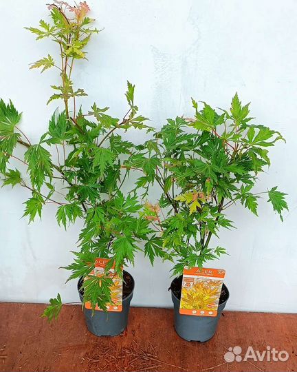 Японский клен