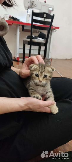 Вислоухий котенок мальчик