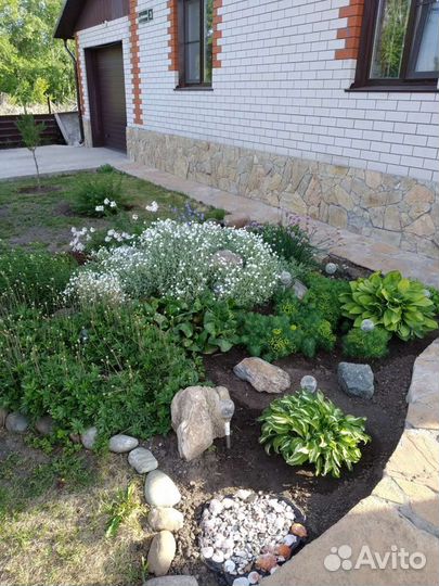 Многолетники