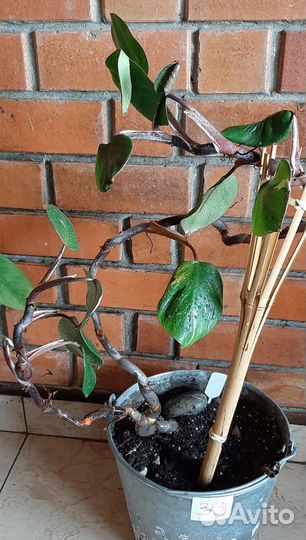 Филодендрон