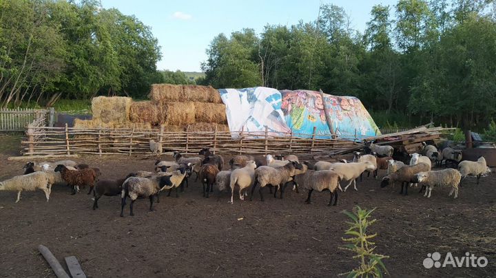 Продается стадо (овцы, бараны, ягнята)