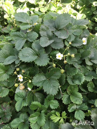 Продам черенки клубники ремонтантной