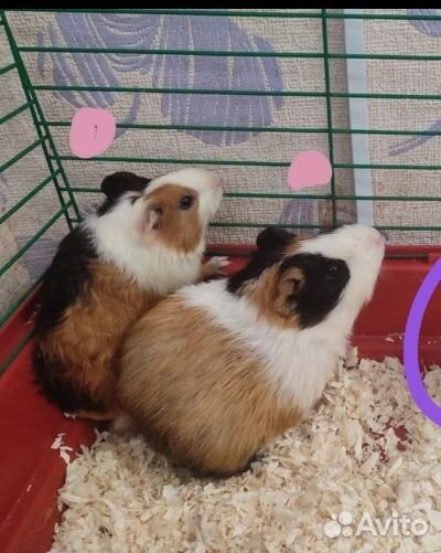 Морская свинка