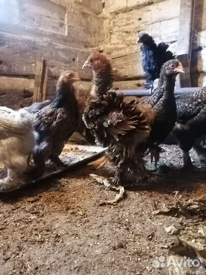 Петух брама