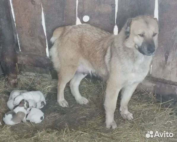 Продажа щенков Алабая