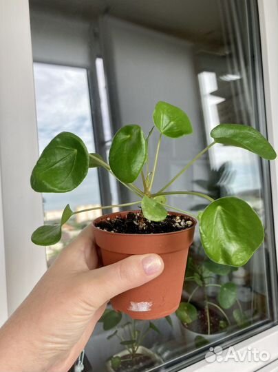 Пилея пеперомиевидная