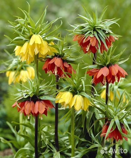 Рябчик императорский