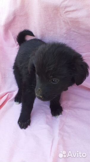 Щенки. Малыши ищут своих мам и пап. Астрахань