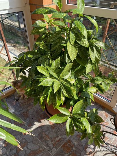 Аукуба (Золотое дерево)