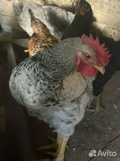 Молодые петушки