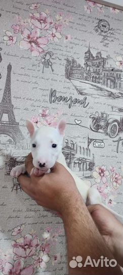 Бультерьер