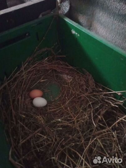Яйца домашние