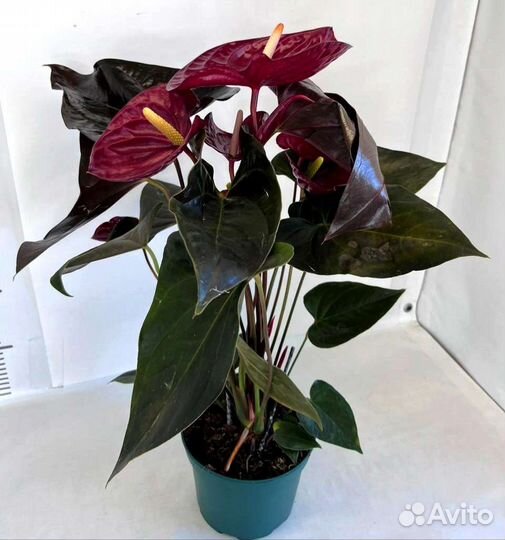 Антуриум Delicata