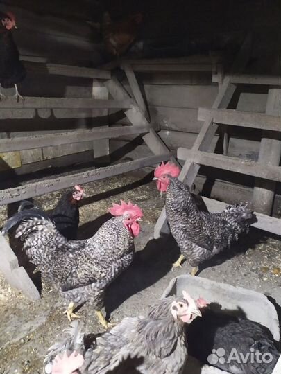 Петух доминант