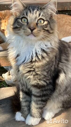 Котёнок девочка бесплатно в добрые руки