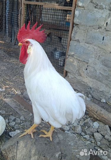 Молодые петухи Ломан Уайт