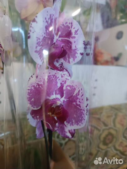 Орхидея Фаленопсис, в ассортименте