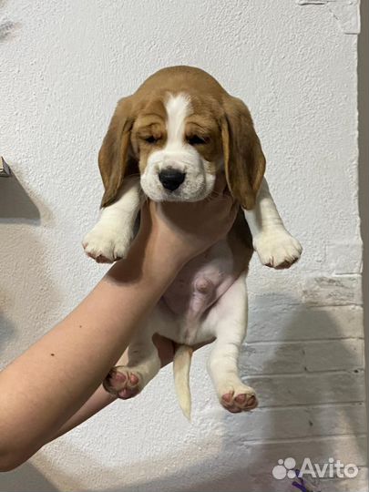 Продам щенка