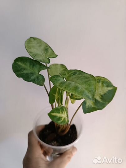 Сингониумы