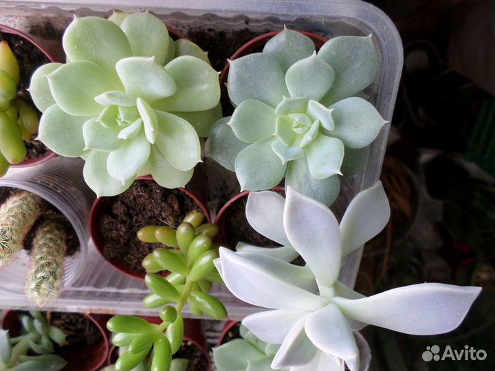 Суккуленты