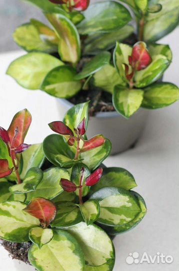 Хойя australis Lisa